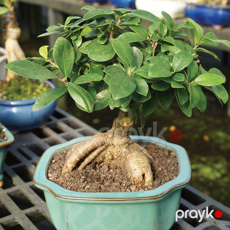 Fikus Bonsai ağacı — Bitkilər, Bakı (6)
