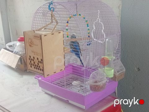 Cox satlir her wey daxil 20 manat 2 dene quw qefes — Bakı