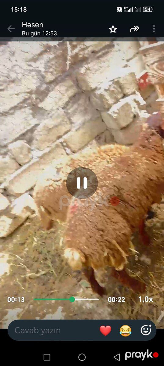 Quzu — Kənd təsərrüfatı heyvanları, Bakı (2)