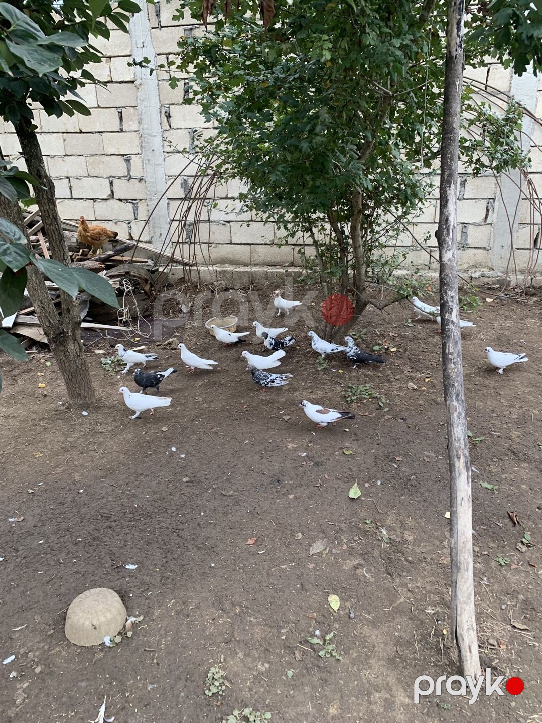 Göyərçinlər — Quşlar, Masallı (5)
