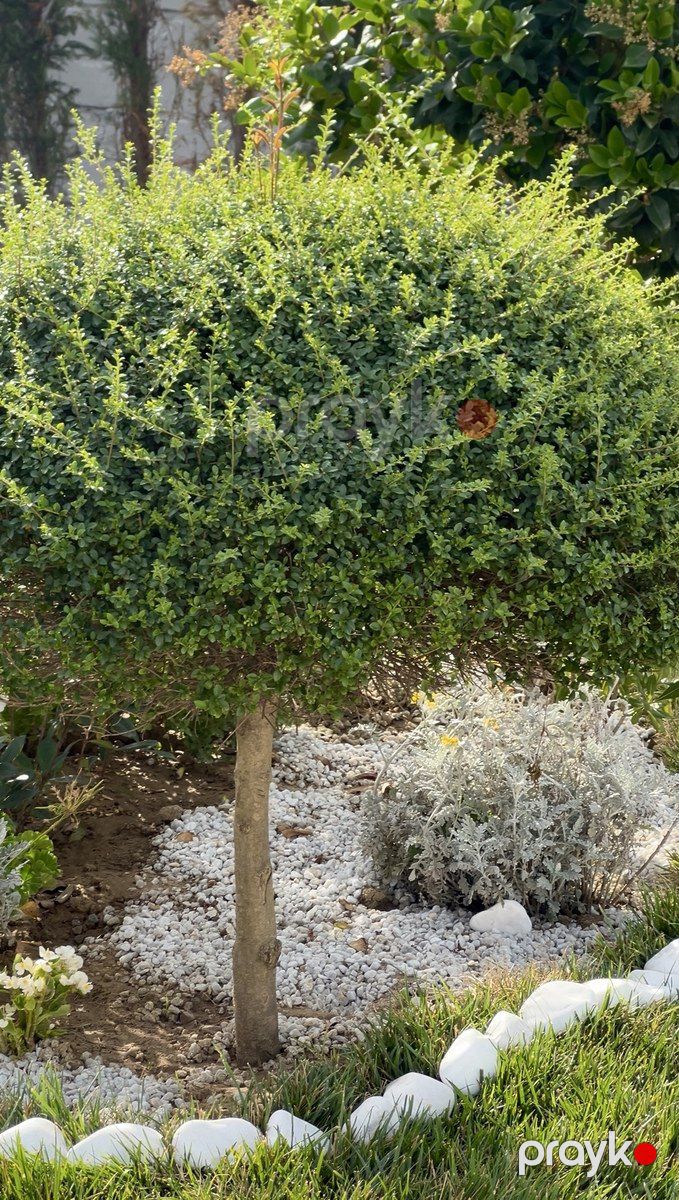 Satılır 3 otaqlı həyət evi/bağ evi 120 m² — Ev, villa, Bakı (9)