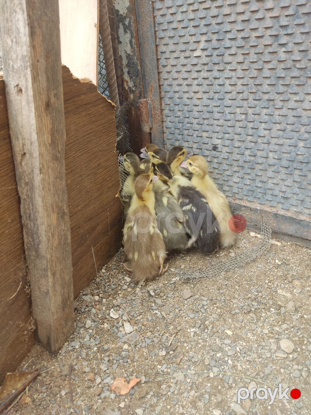 12 günlük ördək balaları 11 ədəd var — Digərləri, Saray (3)