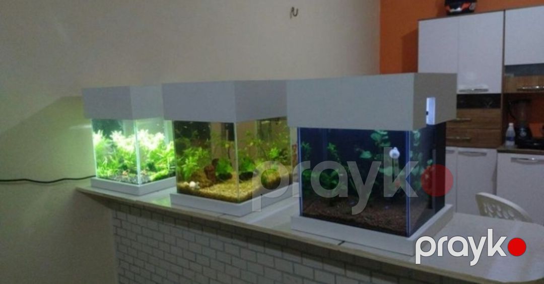 Akvarium — Akvariumlar və balıqlar, Sumqayıt (10)