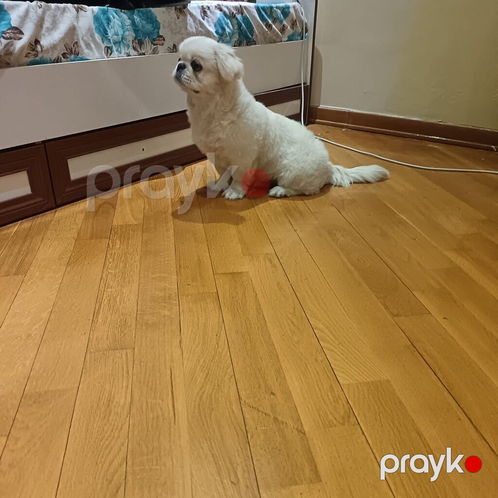 Pekines, Erkək — Köpəklər, Gəncə (2)