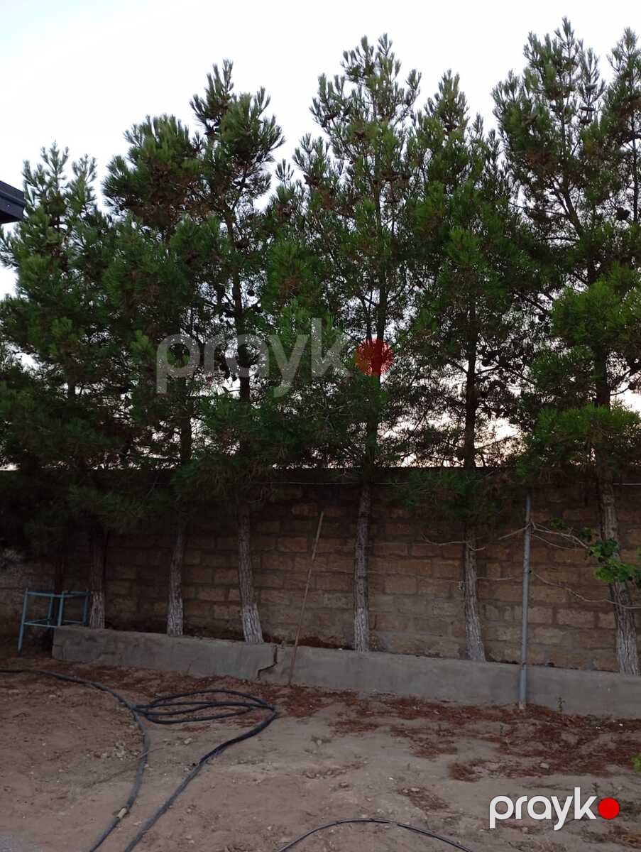 Bağ evi kirayə verilir, Sabunçu r — Ev, villa, Bakı (4)