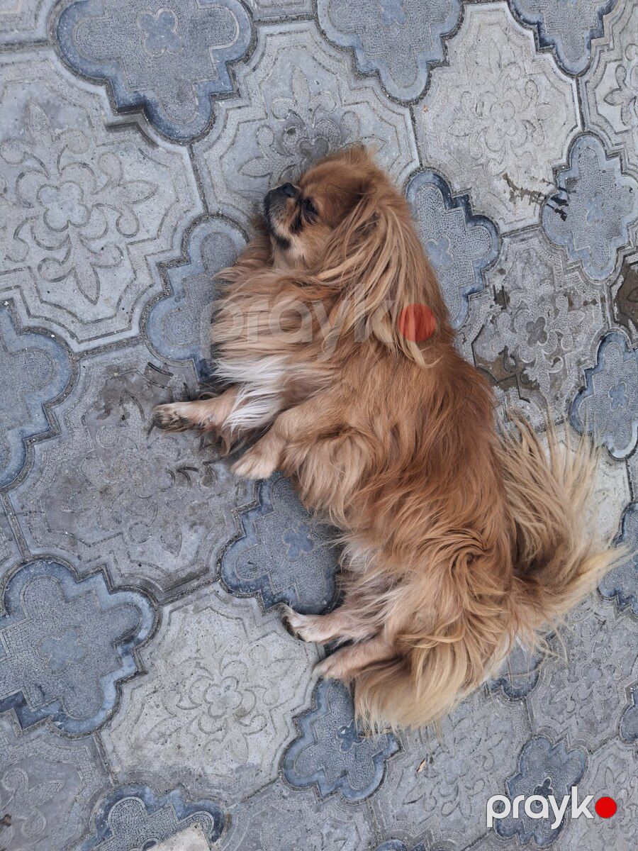 Pekines — Köpəklər, Bakı (2)
