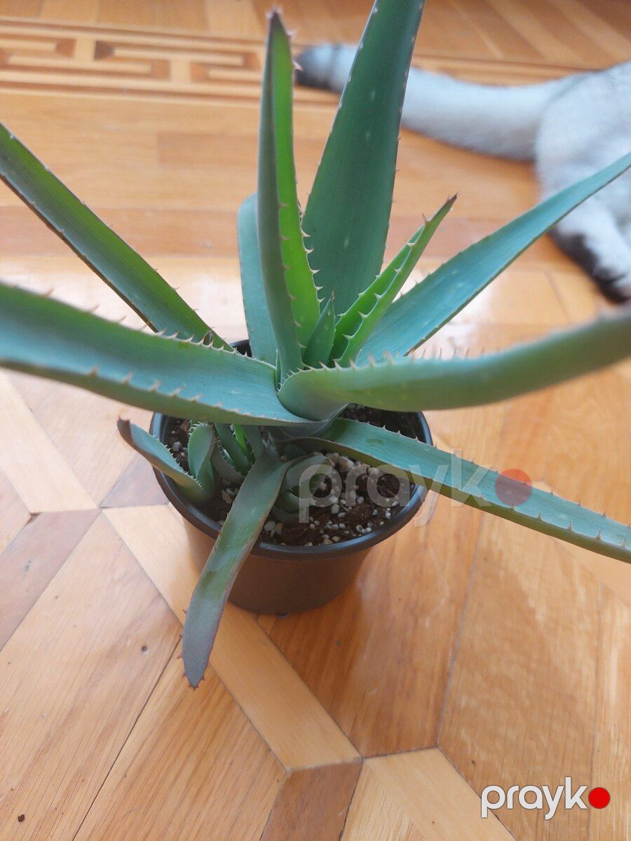 Aloe Vera — Bitkilər, Bakı (2)