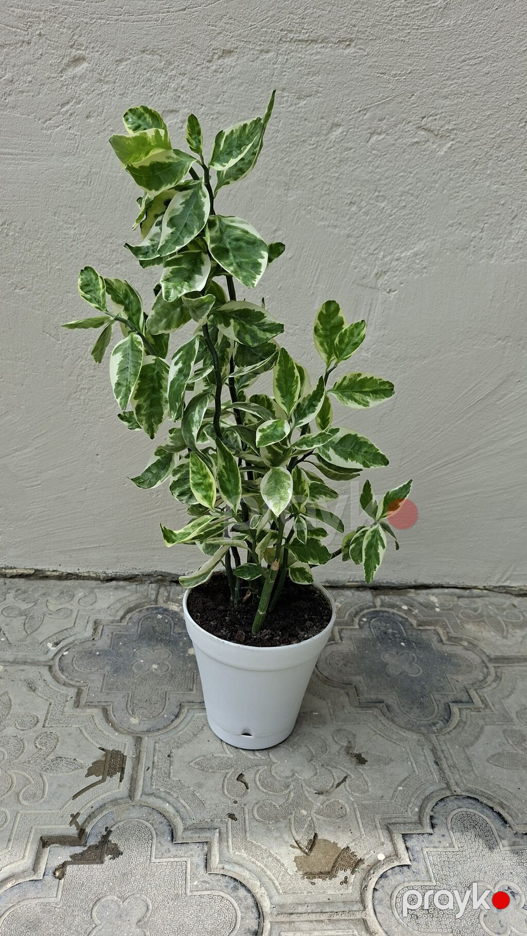 Otaq bitkiləri dəsti – ağ saksılarda - Syngonium (ok yarpaqlı — Qapı bitkələri, Bakı (5)