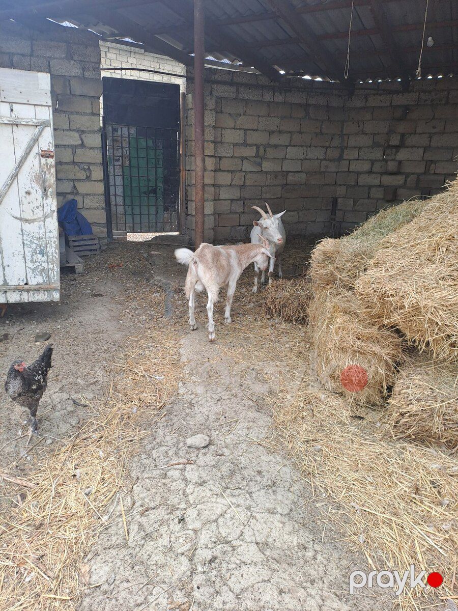 Saanen keçisi — Kənd təsərrüfatı heyvanları, Xaçmaz (3)