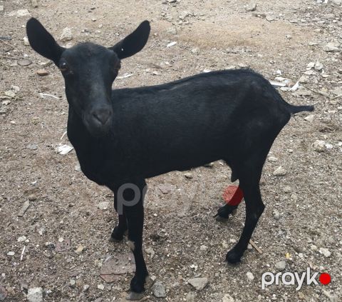 satılır Cinsi: Mursiya (Murciano-Granadina) Yaşı: Yaş yarım — Bakı