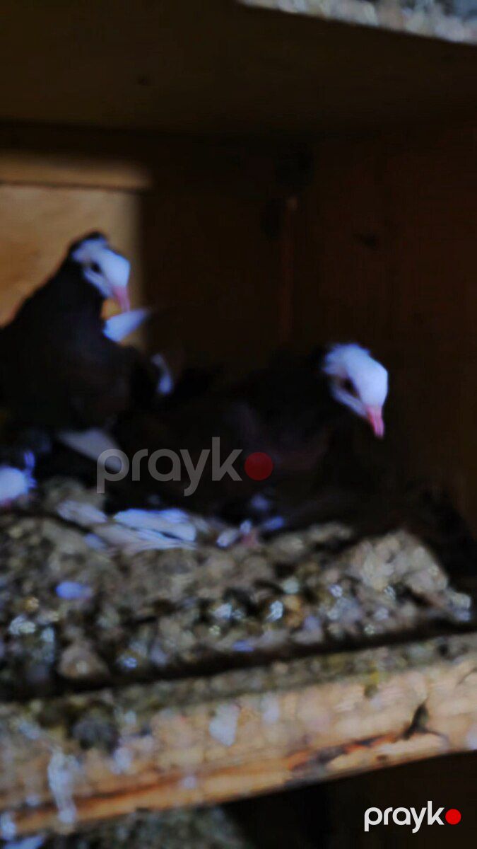 Göyərçin — Quşlar, Cəlilabad (3)