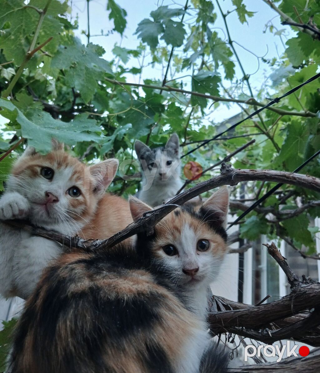 Yaxşı əllərə — Pişiklər, Masazır (2)