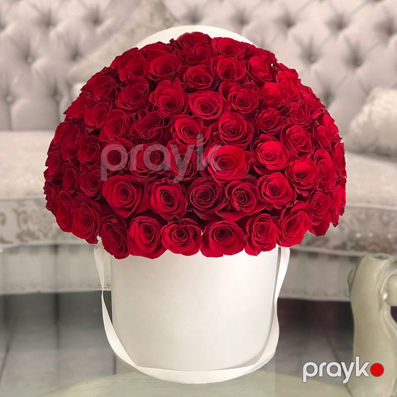 101 Qızılgül - code:5049 — Bitkilər, Bakı (3)