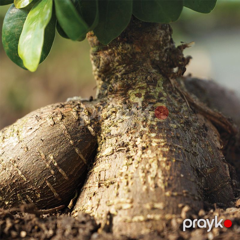 Fikus Bonsai ağacı — Bitkilər, Bakı (4)