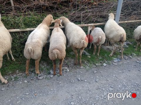 Qoyunlar — Oğuz