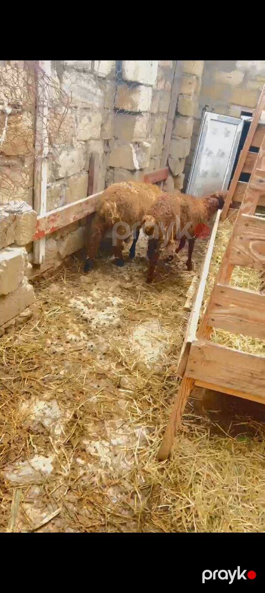 Quzu — Kənd təsərrüfatı heyvanları, Bakı (4)