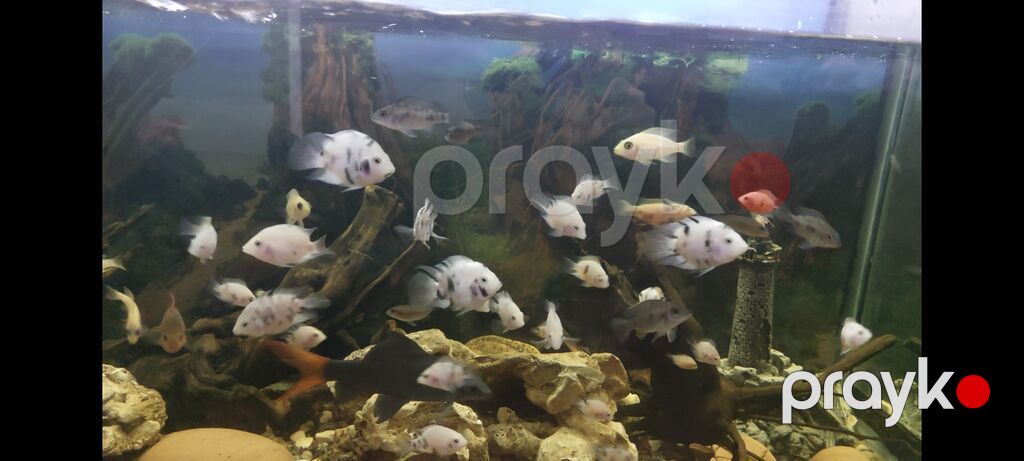 Cixlid balığı — Akvariumlar və balıqlar, Bakı (3)