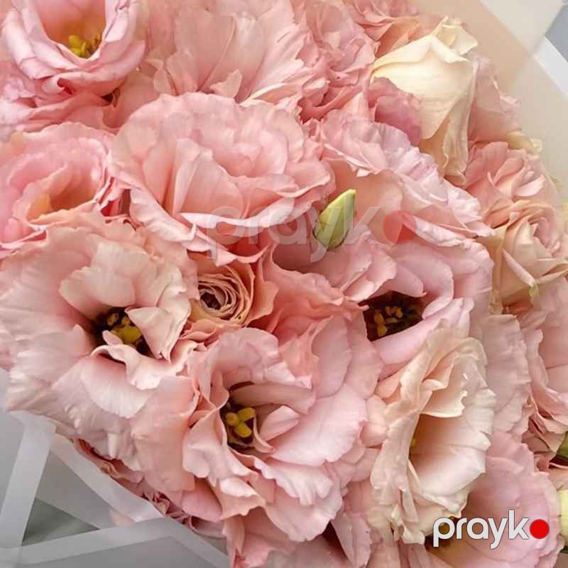 Eustoma - code:2019 — Bitkilər, Bakı (3)