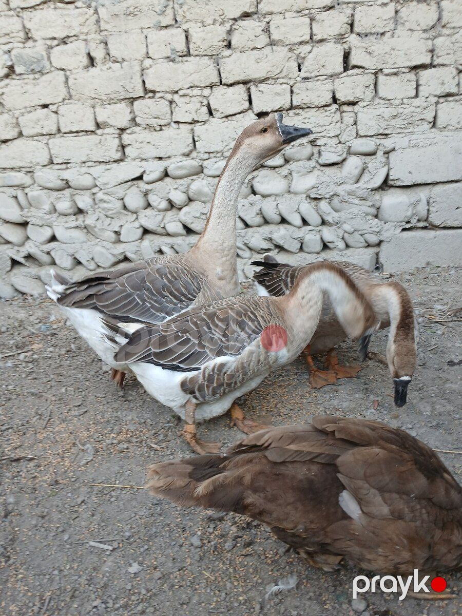 Kuban qazları — Quşlar, Göyçay (5)