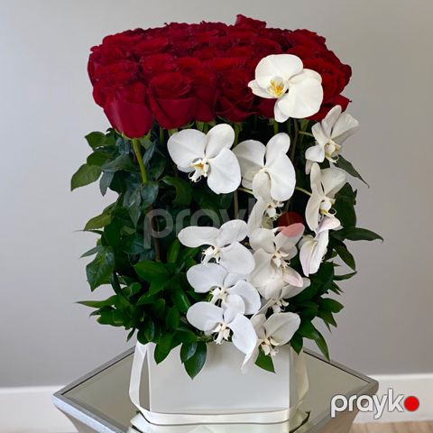 Qızılgül və Orxideya - code:5038