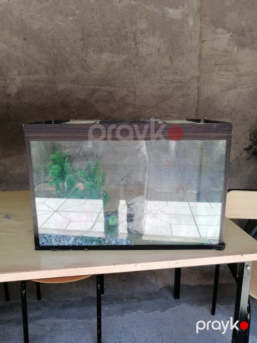 Akvarium — Akvariumlar və balıqlar, Bakı (4)