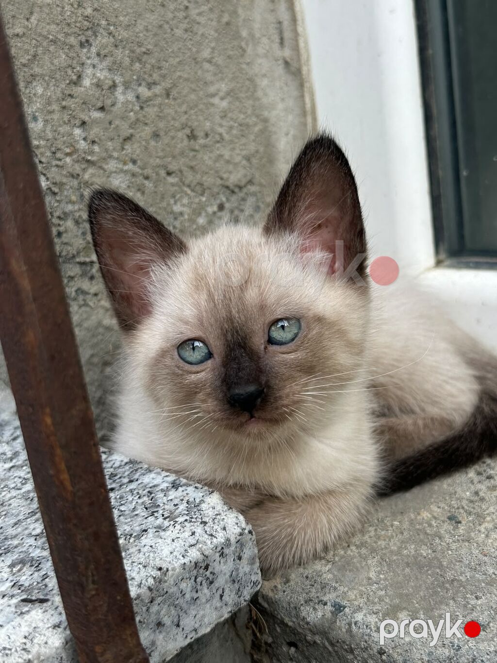 Siam — Pişiklər, Bakı (5)