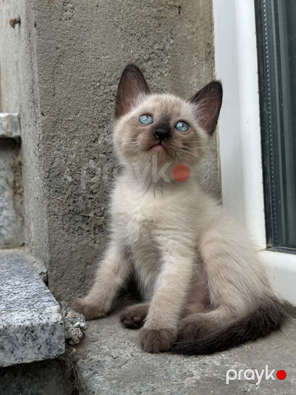 Siam — Pişiklər, Bakı (7)