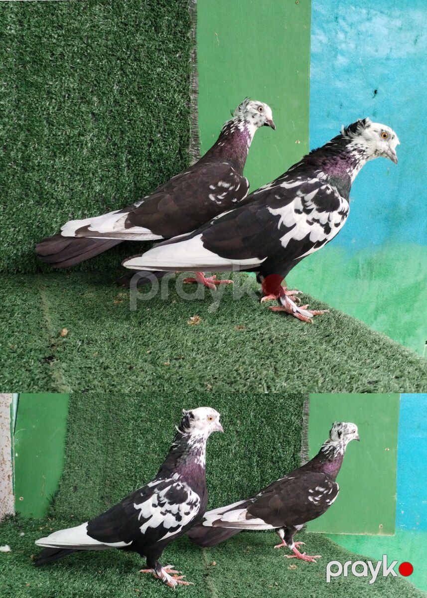 Göyərçinlər — Quşlar, Saatlı (12)
