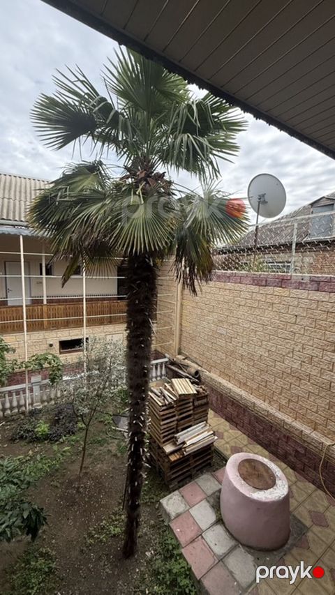 Dekorativ xurma palmisi (Trachycarpus fortunei) təxmini hündürlüyü 6 — Gəncə