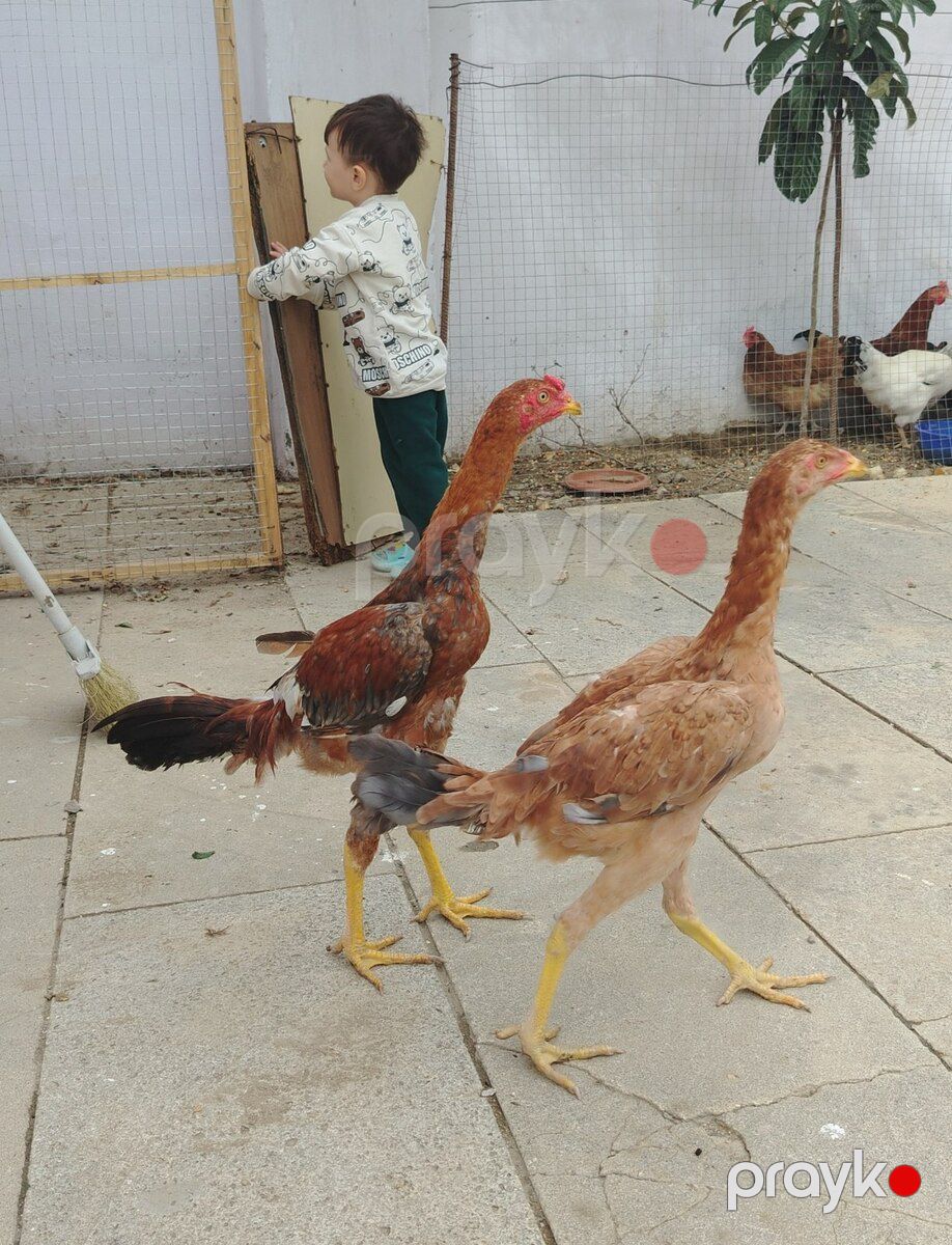 Heyratı xoruzu — Quşlar, Bakı (2)