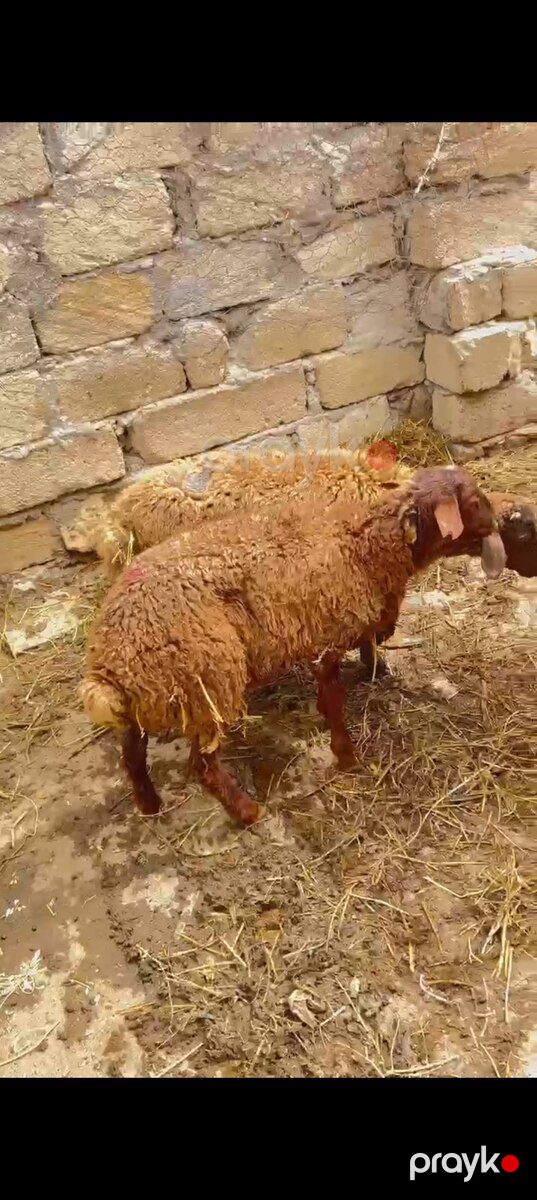Quzu — Kənd təsərrüfatı heyvanları, Bakı (3)