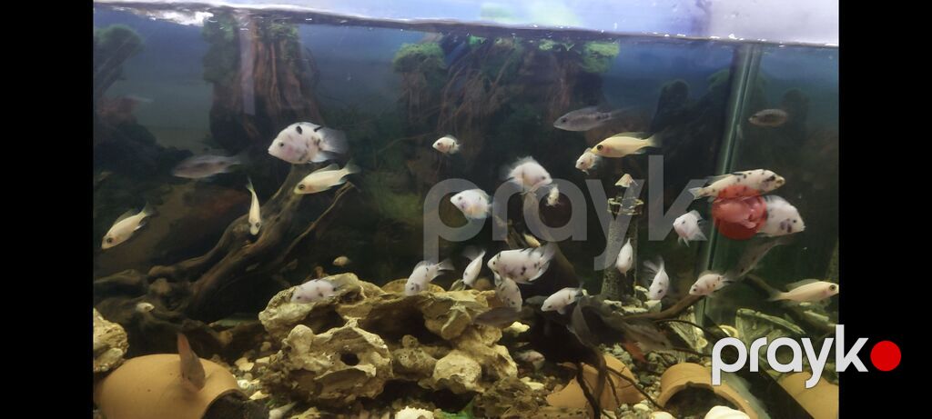 Cixlid balığı — Akvariumlar və balıqlar, Bakı (4)
