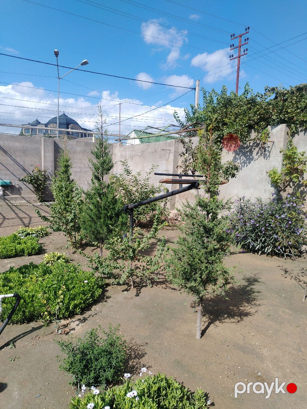 Cupressaceae ailəsinə aid iynəyarpaqlı ağac, ardıc — Ağaclar və fidan, Bakı (2)