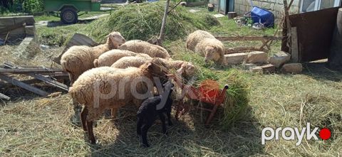 5 Bas Disi Quzudu. Xacmaz Rayonunun Qocaqli Kendindedir — Xudat