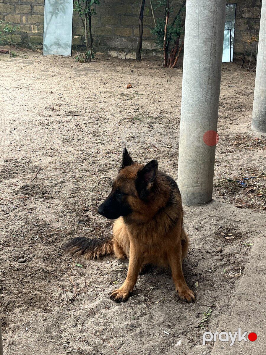 Alman ovçarkası — Köpəklər, Bakı (3)