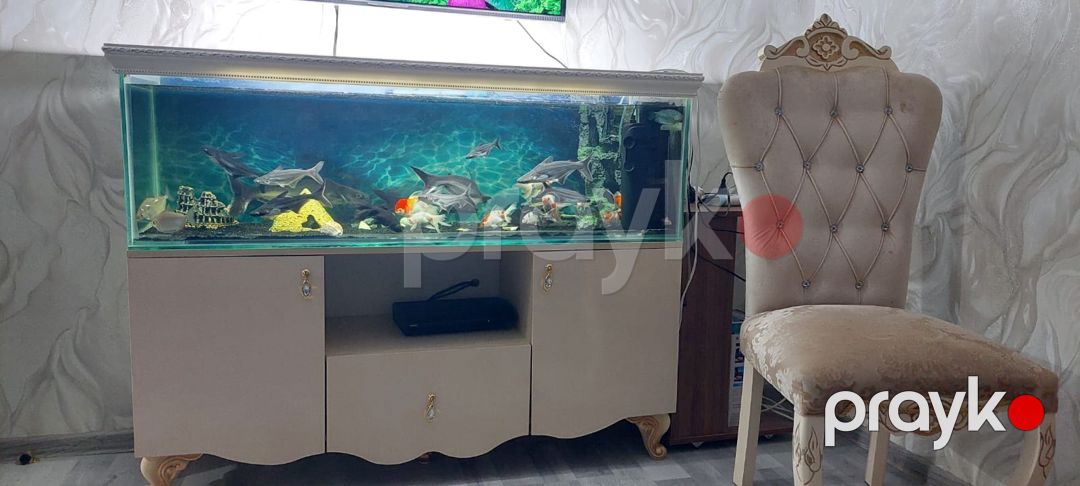Akvarium — Akvariumlar və balıqlar, Sumqayıt (2)