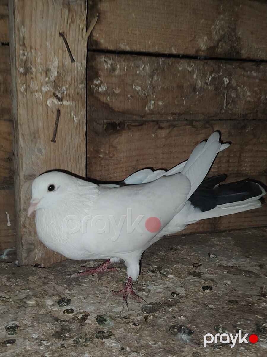 Göyərçinlər — Quşlar, Sumqayıt (5)