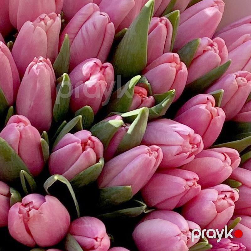 151 Çəhrayı Tülpan - code:2044 — Bitkilər, Bakı (3)