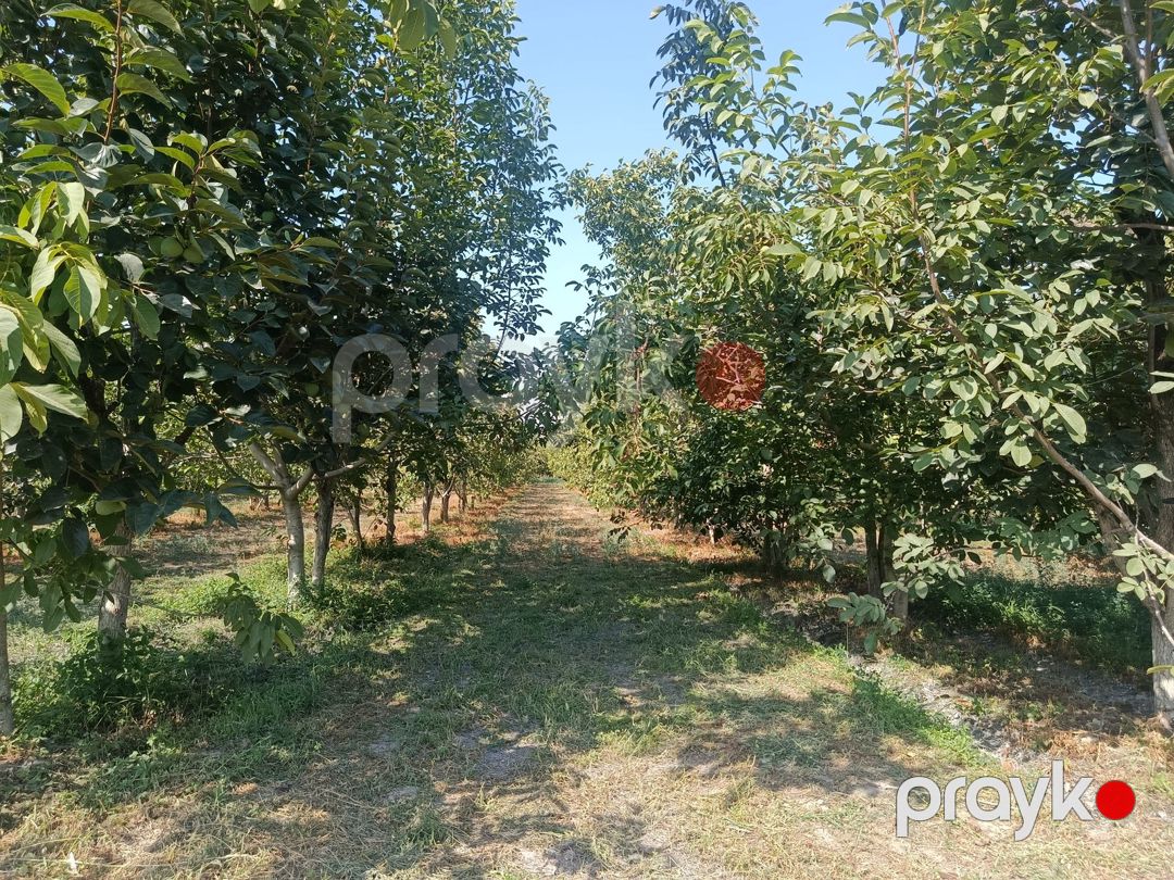 Satılır torpaq 181 sot — Torpaq, Göyçay (6)