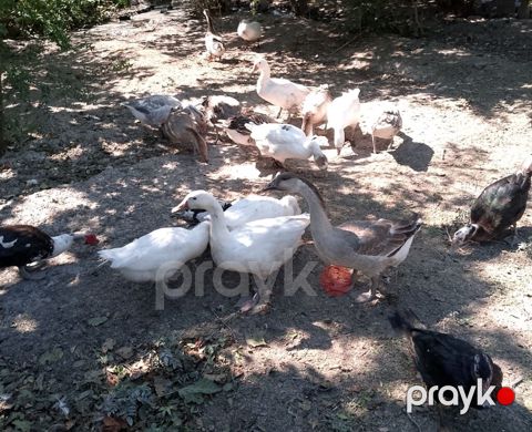 Real Aliciya Endirim Olacaq Qaz və ördək sürüsü - Növlər: ağ və — Yevlax