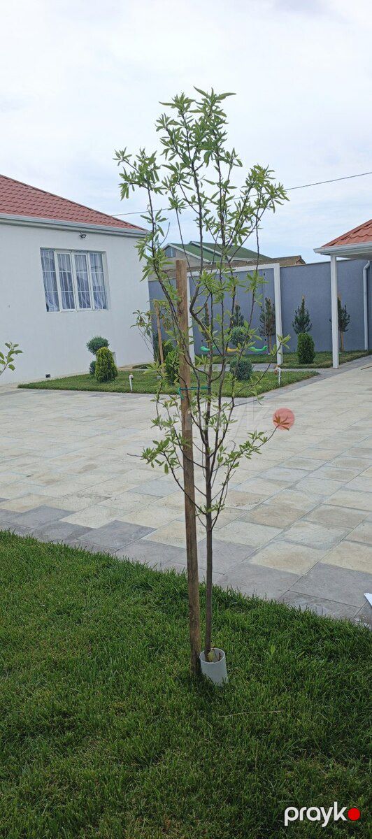 Bağ evi, Zirə Türkan yolunun üstü — Ev, villa, Bakı (5)