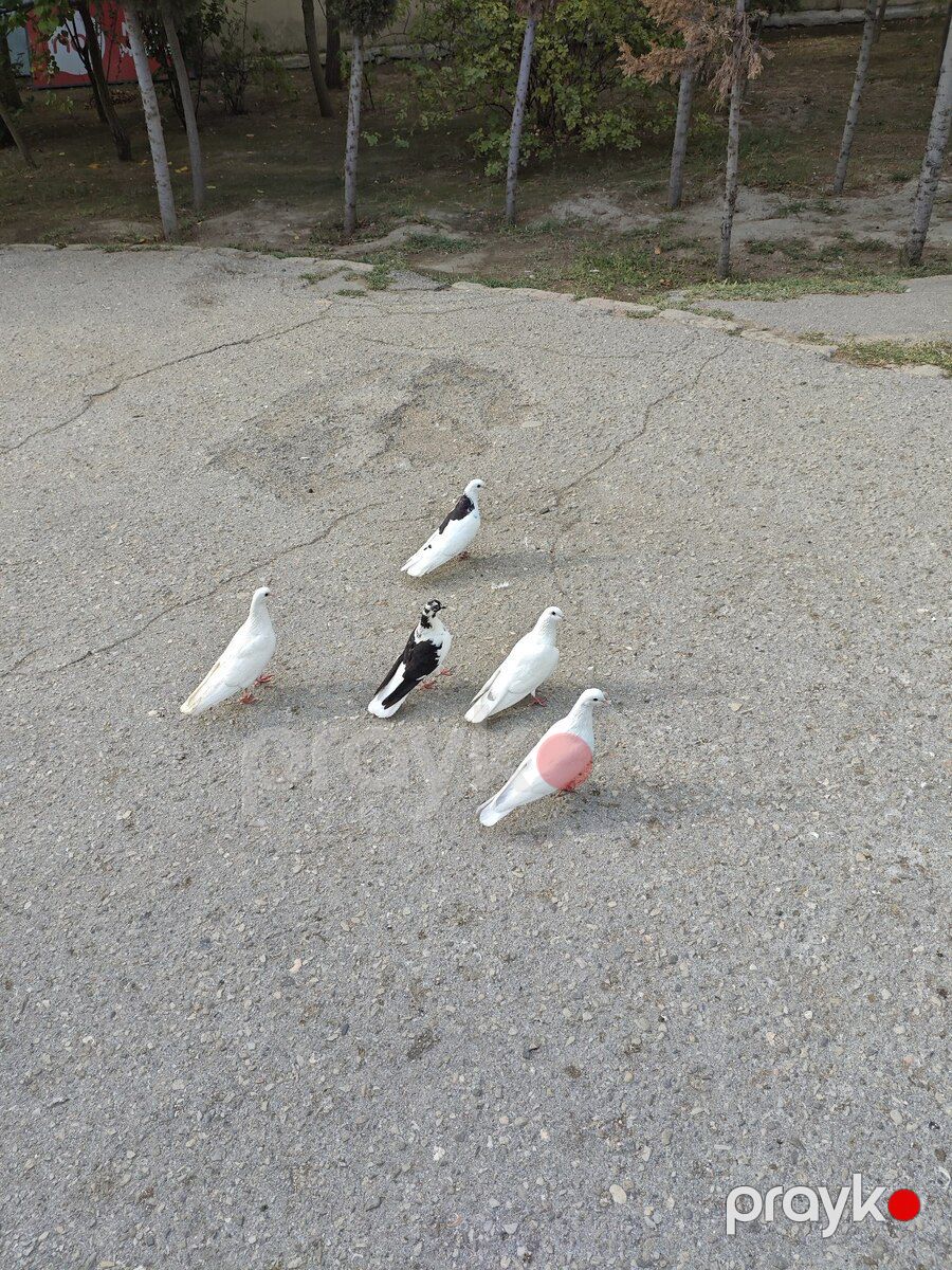 Göyərçinlər — Quşlar, Sumqayıt (2)