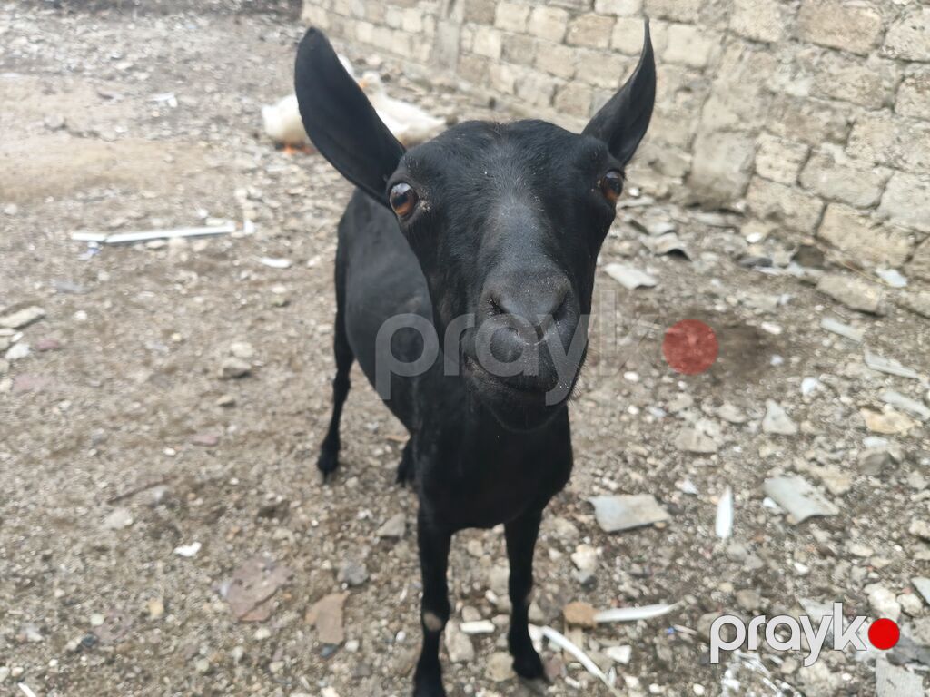 satılır Cinsi: Mursiya (Murciano-Granadina) Yaşı: Yaş yarım — Kənd təsərrüfatı heyvanları, Bakı (2)