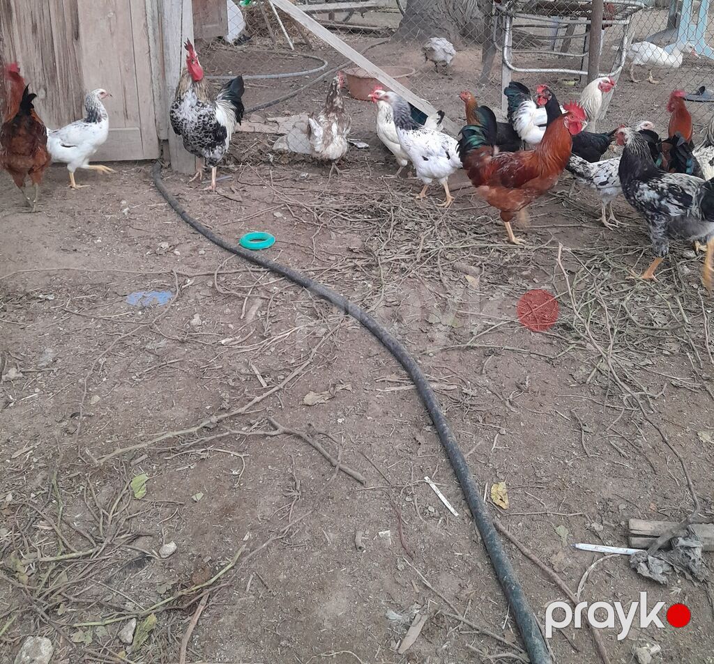 Kənd Xoruzları 7 aylığdı — Digərləri, Digah (2)