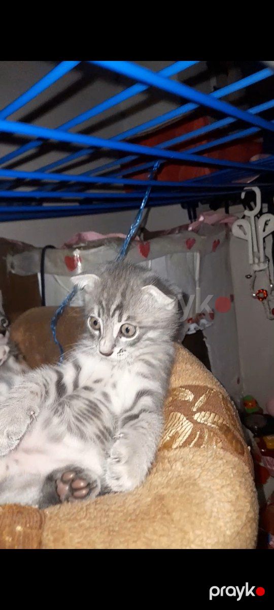 Şotland pişiyi balası — Pişiklər, Bakı (2)