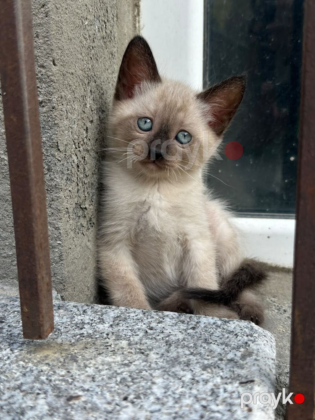 Siam — Pişiklər, Bakı (10)