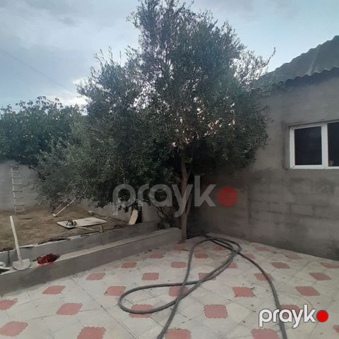 Salam zeytun ağac satılır — Digah