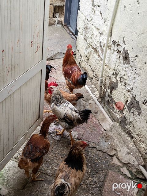 1 denesi Məhlə toyuqları – yerli qarışıq cinslər - Şəkillərdə görünən — Digah