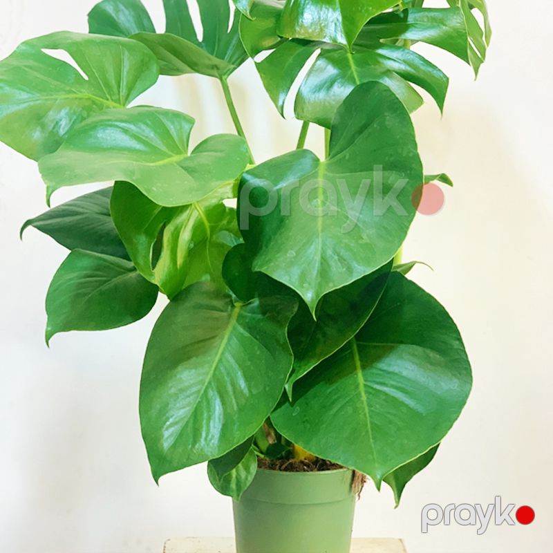 Monstera — Bitkilər, Bakı (3)