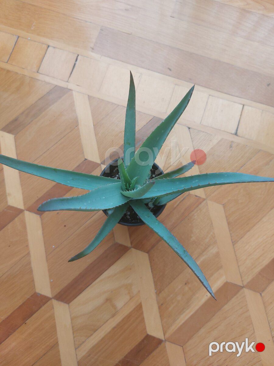 Aloe Vera — Bitkilər, Bakı (3)